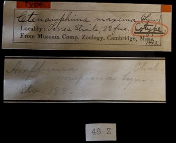 Media type: image;   Invertebrate Zoology OPH-1493 Description: Labels for this specimen included in the specimen tray.;  Aspect: labels